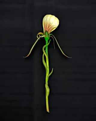 20220709 Alex Fischer Giving Entry NAMARA projects 75 After Mary Delaney No.2 artwork.jpg